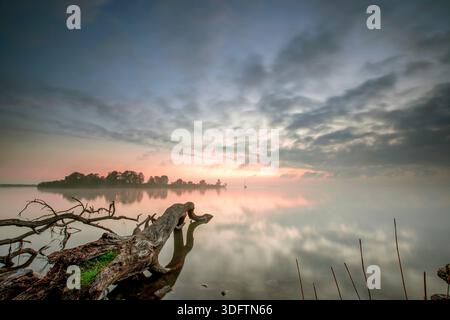 dead tree on the shore of the IJmeer at sunrise, Netherlands, Northern Netherlands Stock Photo