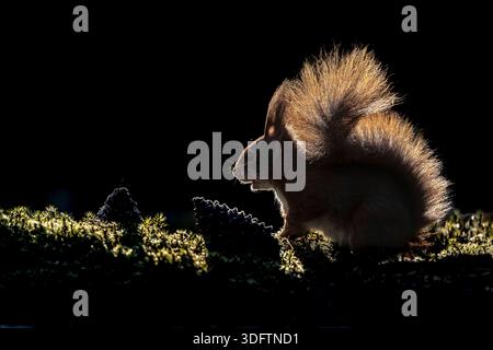European red squirrel, Eurasian red squirrel (Sciurus vulgaris), sitting on a pine branch in the darkness with backlighting, low-key photography, Neth Stock Photo