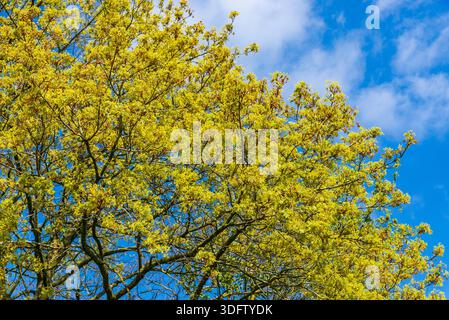 Acer Platanoides full of bright yellow flowers in spring against a deep blue sky. Stock Photo