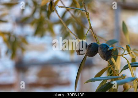 Black memecik olives growing in a garden in Izmir. Traditional Aegean cuisine concept. Stock Photo