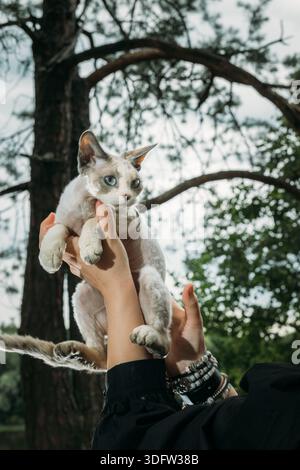 Blue Eyed White Devon Rex Held in Arms Against Tree Branch Background Stock Photo