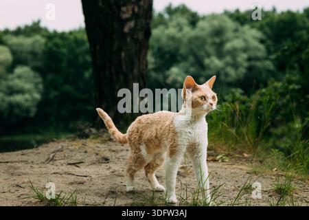 Ginger and White Devon Rex Cat Standing on Sandy Riverbank Stock Photo