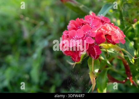 Delicate pink dianthus flowers with intricate petals are captured in sharp focus against a soft, blurred background of garden foliage Stock Photo