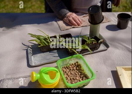 Gardening set for propagating spider plant spiderettes on a table with clay pebbles and tools. Concept of indoor plant care, urban gardening hobby, an Stock Photo