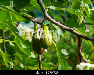Real figs (Ficus carica), photographed in Tremosine. Tremosine is a municipality on the western shore of Lake Garda. Stock Photo