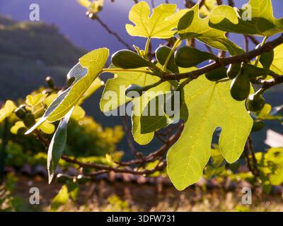 Real figs (Ficus carica), photographed in Tremosine. Tremosine is a municipality on the western shore of Lake Garda. Stock Photo