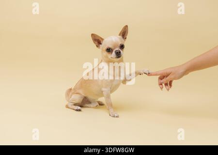 Small Chihuahua giving paw to human hand on pastel background, cute studio pet portrait showing trust, training and connection. Stock Photo