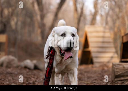 Happy white Alabai standing in forest with red scarf, friendly dog enjoying autumn walk in nature, shallow depth of field. Stock Photo