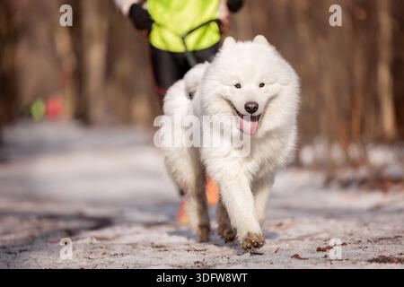 Smiling Samoyed dog running toward camera on snowy forest path, joyful winter activity and fluffy white fur in motion. Stock Photo