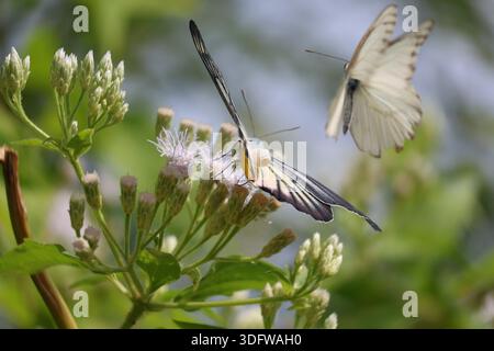 A Painted Jezebel holds for Thai Butterfly Traffic Control clearance to depart, while a Striped Albatross is on final approach to land Stock Photo
