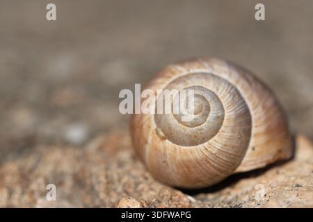 an empty snail shell on the rock. Close up of snail shell with spiral details. Stock Photo