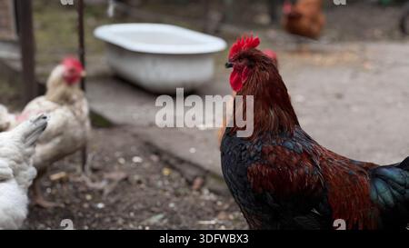Vibrant Rooster Among Chickens in Rustic Farmyard Setting Stock Photo