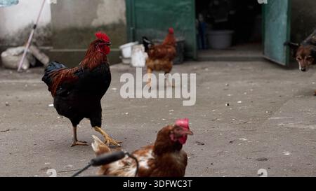 Vibrant Roosters and Chickens Roaming in Farmyard Setting Stock Photo