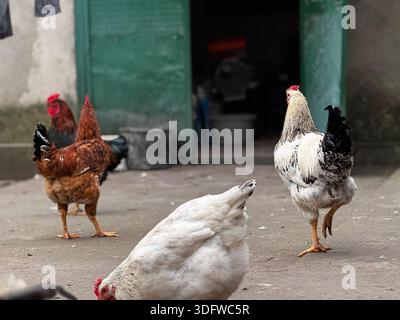 Vibrant Chickens Roaming in a Rustic Farmyard Setting Stock Photo