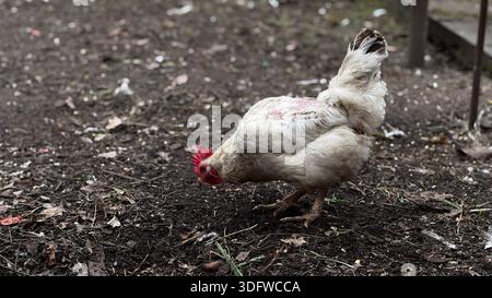 Free-Range Chicken foraging in a Natural Farm Environment Stock Photo