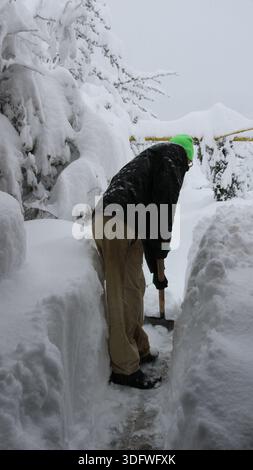 A man bends over to clear a path into a garden or backyard after an abnormal snowfall using a shovel, leaving high snowdrifts on the sides Stock Photo