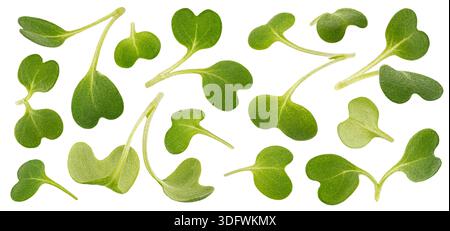 Fresh microgreen leaves, young arugula sprouts isolated on white background, healthy food macro photography Stock Photo