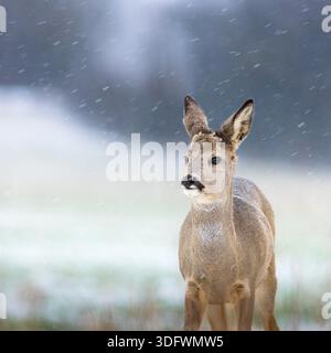 young roe deer in falling snow Stock Photo