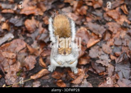 Squirrel in Holland Park, London UK. 8th January 2026 Stock Photo