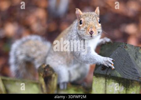 Squirrel in Holland Park, London UK. 8th January 2026 Stock Photo