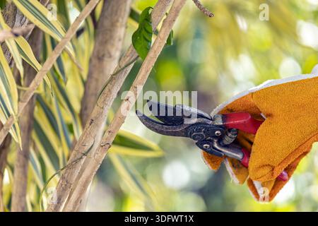 A close-up view of a gardener's hand in gloves using pruning shears to cut a branch. Stock Photo