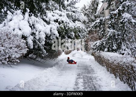 Snowy residential walkway bordered by heavy evergreen branches and hedges, with a child in bright multicolored snowsuit reclining on a red sled Stock Photo