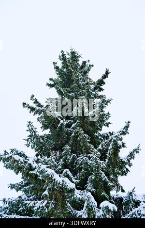 Vertical view of coniferous tree crown, dark green needles and branches dusted with fresh snow, isolated against an overcast blank sky Stock Photo