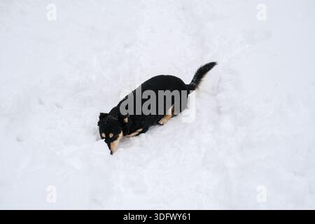 Horizontal view of medium black and tan dog with tail raised, head down and nose buried in loose white snow, uneven footprints and snow clumps around Stock Photo