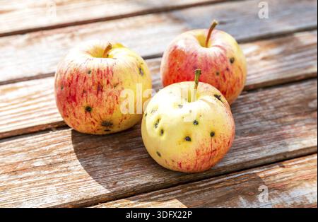Three ripe apples on the old weathered wooden table Stock Photo