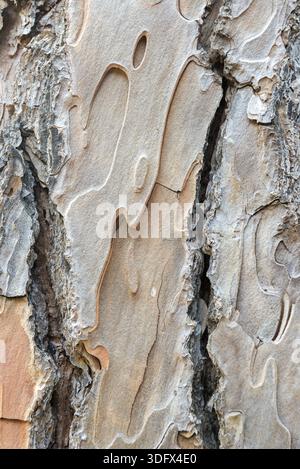 Pine trunks in line with their textured bark. Texture Stock Photo