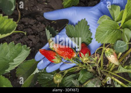 Female gardener is holding ripe strawberries in hand dressed in blue latex glove. Ripe and unripe strawberry growing on the bush in the garden Stock Photo