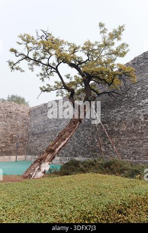 A dramatically leaning tree grows defiantly against an ancient city wall. Its twisted trunk tells stories of time, yet it still reaches for the sky. Stock Photo
