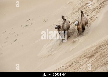 Double hump camels (Bactrian Camels) in grassland of Mongolia are endangered species Stock Photo