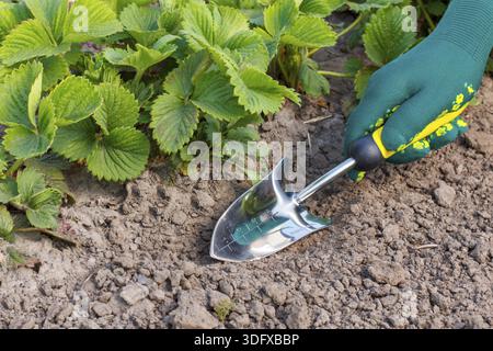 Small hand garden trowel in hand dressed in a green glove is scooping or shoveling soil around the strawberry bush Stock Photo
