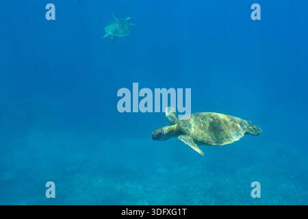 Two Green Turtles (Chelonia mydas) swimming underwater at the Great Barrier Reef off Lady Elliot Island, Australia. Stock Photo