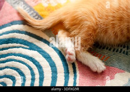 A fluffy orange kitten is curled up on a patterned woven blanket. Its small paws are tucked beneath it, creating a peaceful and relaxed scene in a war Stock Photo