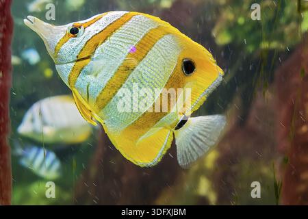 Copperband Butterfly Fish (Chelmon rostratus) UK Stock Photo