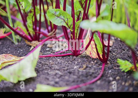 Young beet grows on a bed in kitchen-garden Stock Photo