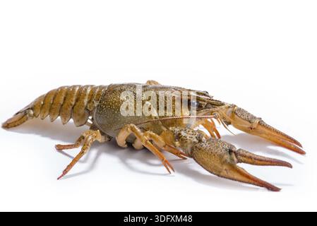 Alive crayfish isolated on the white background Stock Photo
