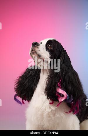 The dog has pink curled accents in its ears and is photographed against a pink-blue gradient. The styling gives a fun and expressive character. Stock Photo