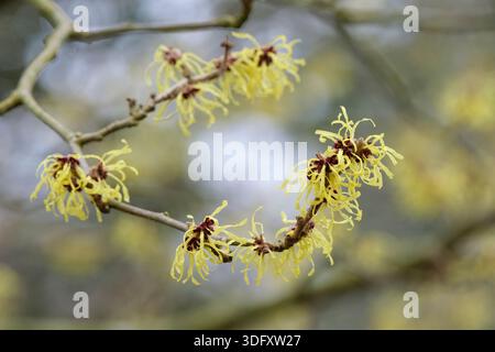 Hamamelis × intermedia Pallida, witch hazel Pallida, bright sulphur-yellow flowers with relatively broad petals Stock Photo