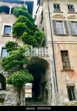A unique house facade in the picturesque town of Orta San Giulio, Italy, featuring a vibrant lush green tree climbing up the wall. Stock Photo