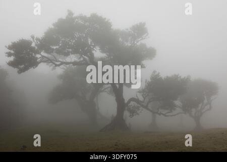 Majestic old laurel trees with sprawling branches rise from a grassy meadow shrouded in thick mist in Fanal forest on Madeira Island, Portugal Stock Photo