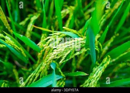 Green rice ear of rice growing in Vietnam paddy field. Stock Photo