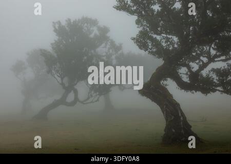 Crooked laurel trees covered with moss stand in dense mist on an open meadow in Fanal forest on Madeira Island, Portugal, under soft diffused daylight Stock Photo