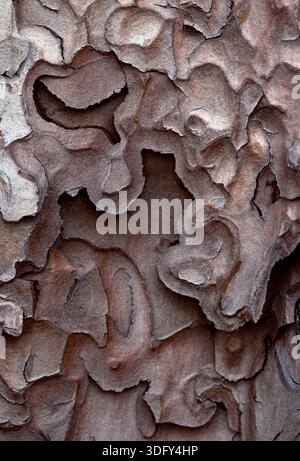 Scots Pine (Pinus sylvestris) close-up of bark on the lower section of the trunk on a mature tree. Stock Photo