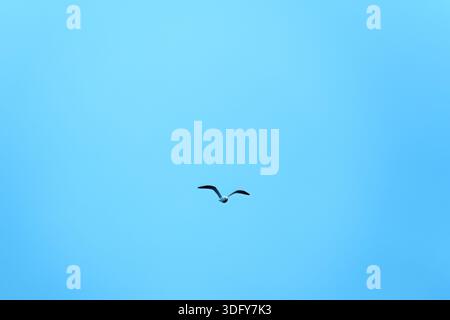 A lone seagull bird flying with wings extended in clear blue sky. Suitable for concepts of freedom and minimal nature scene Stock Photo