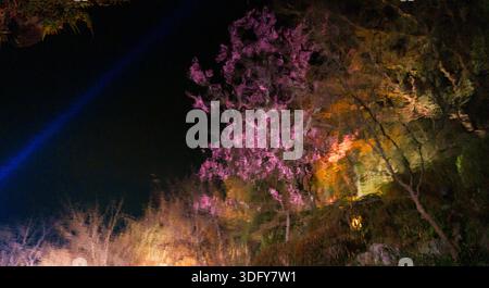 Illuminated cherry blossom tree in tranquil garden reflected on rippled pond in the night Stock Photo