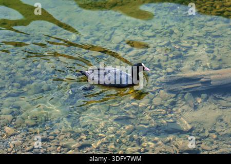 Eurasian coot bird with black feather and white beak swimming and floating on transparent green river with ripples and stones Stock Photo