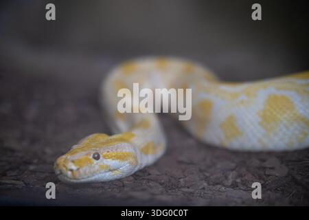 Albino python resting on dark ground looking Stock Photo